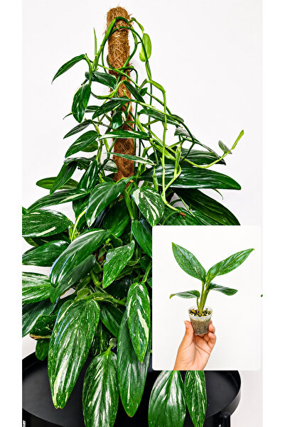 nazlı çiçekçilik Philodendron Cobra – Alacalı Yapraklı Monstera Standleyana V...