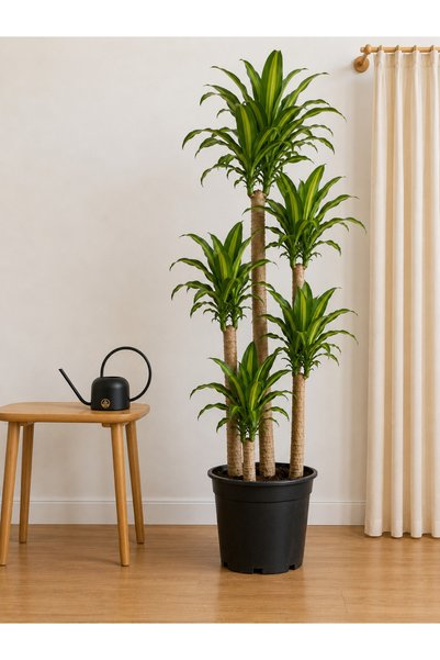 BitkiKapında Dracaena Massangeana (Dört Gövdeli) 170–180 cm