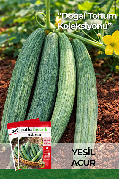Patika Botanik 25 Adet Ata Tohumu Yeşil Acur