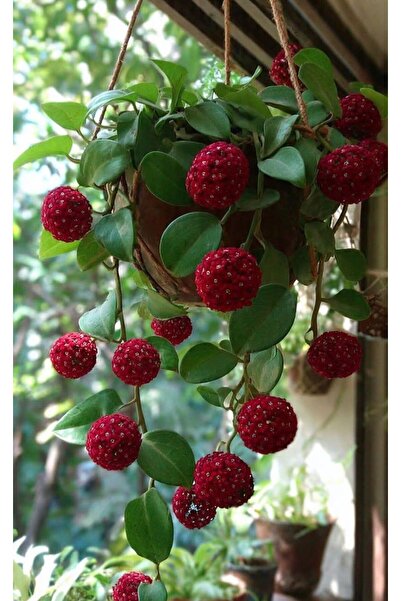 Byaysima Hoya Australis Kırmızı Yoğun Kokulu İthal Mum Çiçeği İç Mekan Ev Ofi...