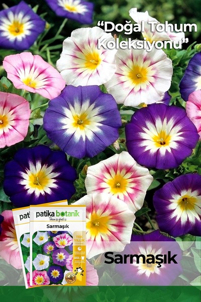Patika Botanik 50 Adet Sarmaşık Çiçek Tohumu (Convolvulus)