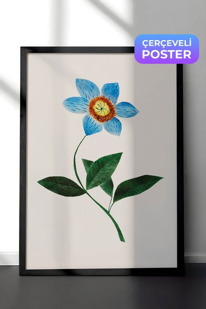 Zestia Crna uokvirena vintage botanička zidna slika, akvarel plave zvezde, br...