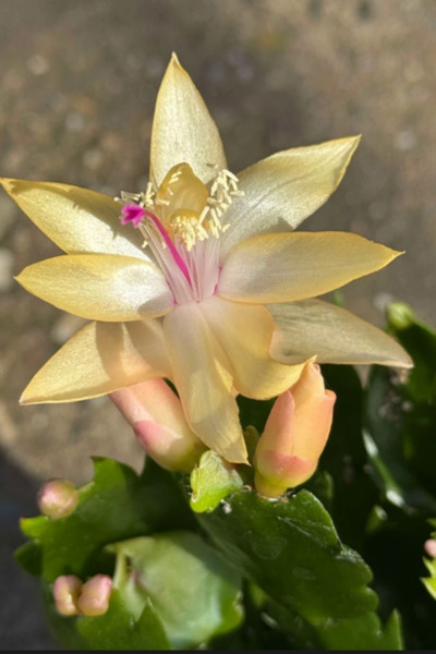 Generic Brand Cactusul Craciunului/Schlumbergera Yellow