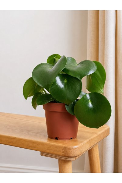BitkiKapında Yağmur Damlası -Raindrop Peperomia