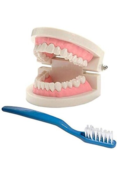 SCIENISH Dental Study Teaching Teeth Model with a tooth brush Tooth Care Educ...