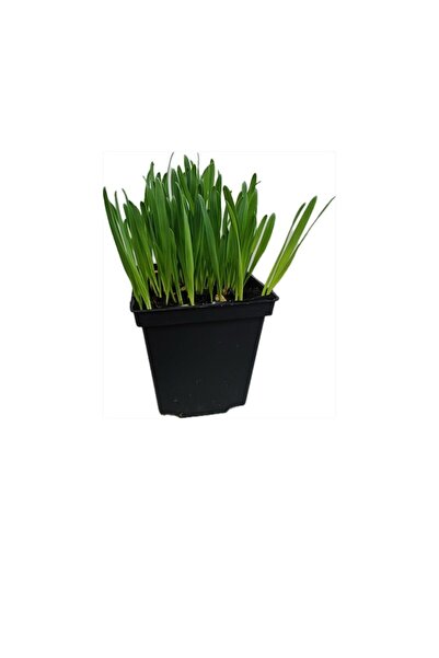 Handmade Plantă cu iarbă-mâței în ghiveci, nume popular: Iarbă de pisică