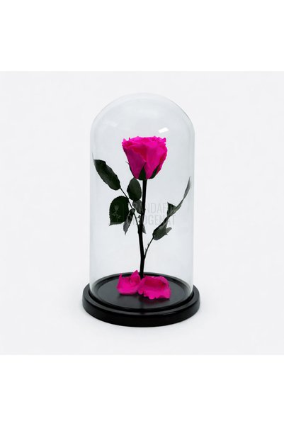 Trandafir Criogenat Trandafir conservat XL Cyclamen Roz