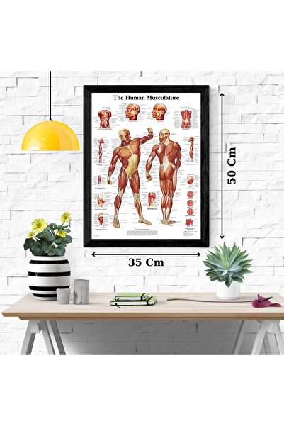 Genel Markalar İnsan Vücudu Kas Anatomisi Kuşe Poster 35x50cm