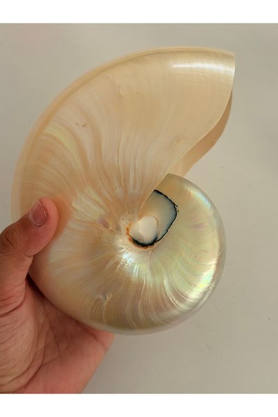 gemsartdeco NATILUS PEARLIZED 7 INC KABUK BÜYÜK BOY