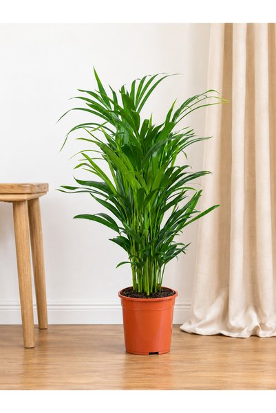 BitkiKapında Areka Salon Palmiyesi 80-90 cm (Dypsis Lutescens)