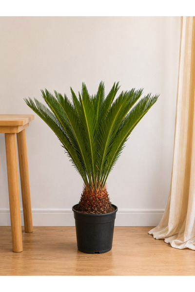 BitkiKapında Cycas Revoluta XL – (Sikas -Japon Sago Palmiyesi)