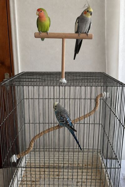 Mivra Pets Set of 2 Natural Wood and Jute Bird Perches 90 cm Flexible Budgie ...