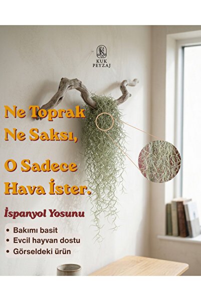 KUK PEYZAJ İspanyol Yosunu (Tillandsia usneoides) – 120 cm – Sarkık Hava Bitkisi