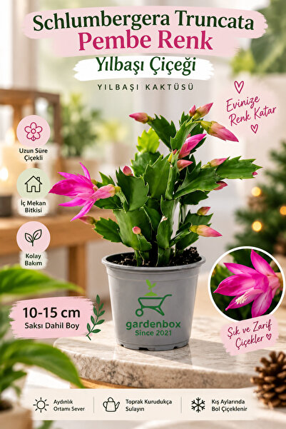 Gardenbox Schlumbergera Truncata Pembe Renk Yılbaşı Çiçeği 10-15cm Yılbaşı Ka...
