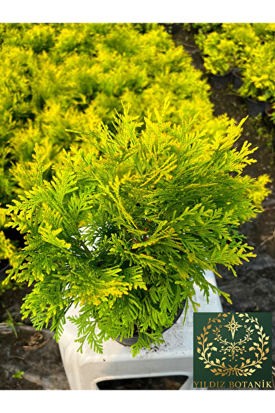 YILDIZ BOTANİK Sunkist Top Mazı Bitkisi Thuja Occidentalis Sunkist Fidanı 20-30 CM