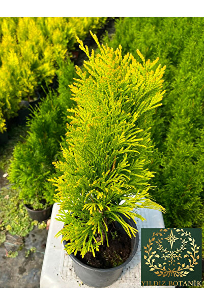 YILDIZ BOTANİK Altuni Piramit Yarı Bodur Plicata Mazı Fidanı ' Thuja Plicata Goldy' 25-30 CM