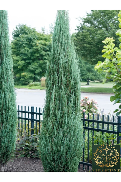 YILDIZ BOTANİK Mavi Kalem Selvi Fidanı Blue Arrow Juniper Bitkisi 100-110 CM