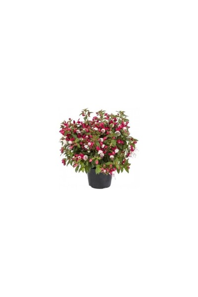 BİORGANİX Küpeli Çiçeği Fidanı Küçük Boy Fuchsia Balkon Salon Bitkisi 10-20 cm