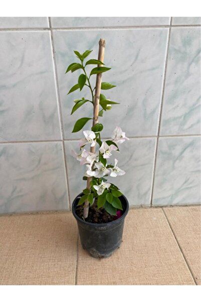 Mimoza Pembe Begonvil Çiçeği Fidanı 10-20 cm