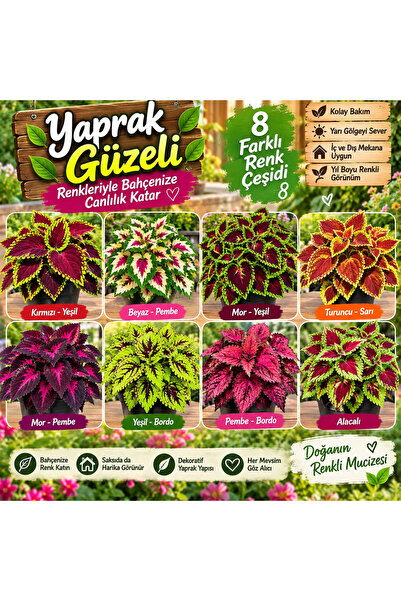 Yaprak güzeli 8 farklı renk