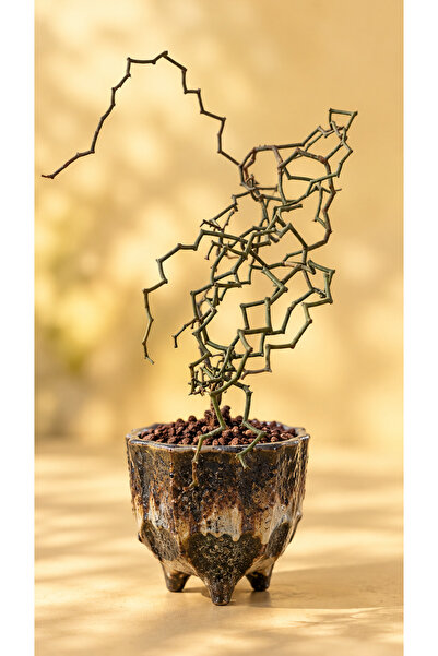 ATLANTE CACTUS Decarya madagascariensis - Madagascar kökenli nadir tür
