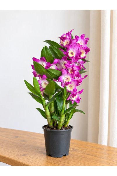 BitkiKapında Dendrobium Orkide – Fuşya Çiçekli
