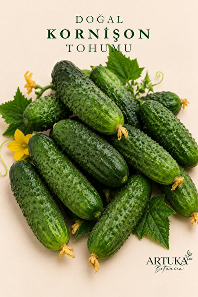 Artuka Botanica Doğal Kornişon Tohumu (50 ad) | Ata Tohum