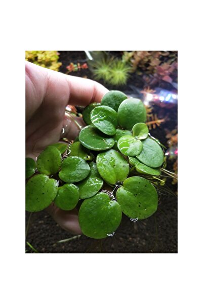Moss Akvaryum Amazon Frogbit (Limnobium Laevigatum) Su Üstü Bitkisi 1 Kök 4-5...