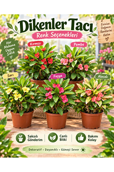 meandros flora Dikenler Tacı set 5 adet