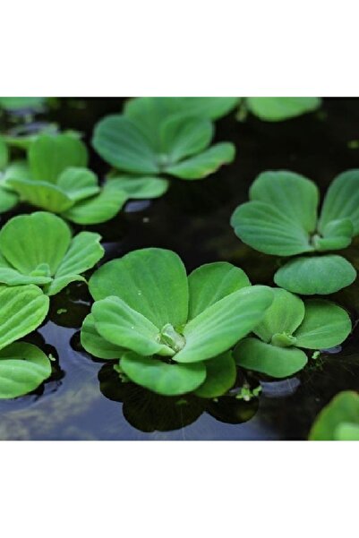 Moss Akvaryum 1 Kök Pistia (Su Marulu) Canlı Akvaryum Su Üstü Bitkisi