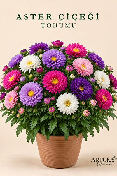 Artuka Botanica Aster Çiçeği Tohumu (20 ad) | Çiçek Tohumu
