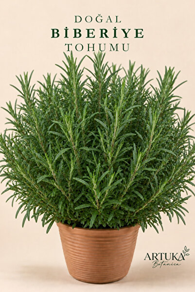 Artuka Botanica Doğal Biberiye Tohumu (20 ad) | Tıbbi Aromatik Bitki Tohumu