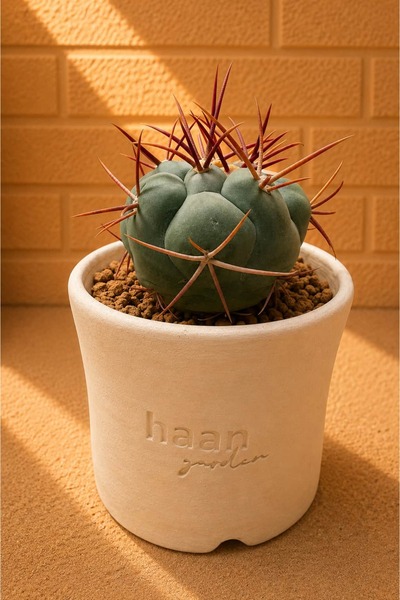 haan garden Thelocactus Hexaedrophorus Kaktüs