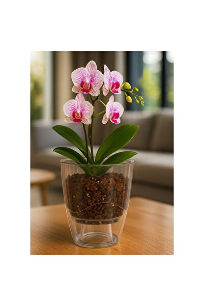 OEM Ghiveci + masca din plastic Critex, pentru orhidee, transparent, D 13.3 cm