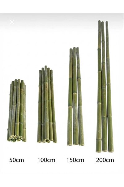 BAMBU doğal bitki destek çubuğu 5 adet 200 cm -ince-orta-kalın-dayanıklı