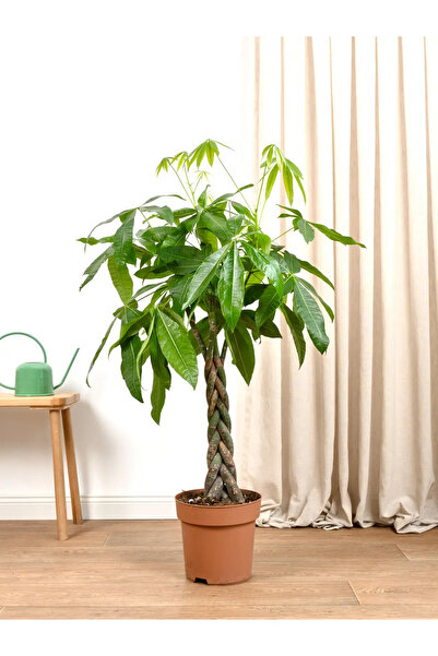 BitkiKapında 110-120 cm Pachira Aquatica (Money Tree- Para Ağacı)