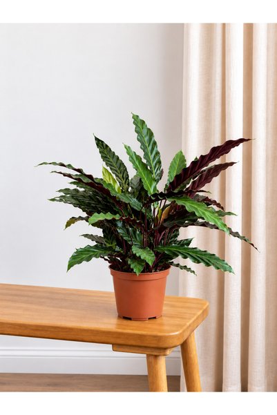 BitkiKapında Calathea Rufibarba