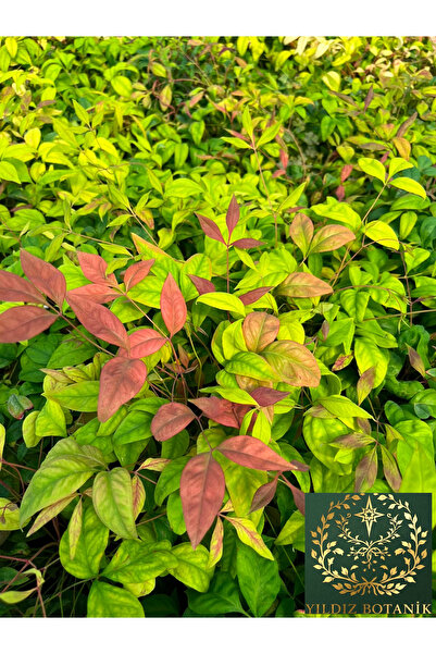 YILDIZ BOTANİK Bodur Renk Değiştiren Cennet Bambusu Çiçeği Nandina Fire Power 25-30 CM