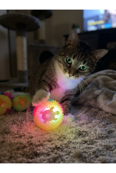 TUĞRA PET MARKET Işıklı renkli kedi oyun topu