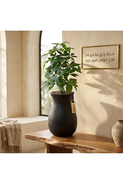 LastHome |   نبتة ماجو ذات الأوراق 24 فرعًا، وعاء من الألياف أسود من الداخل