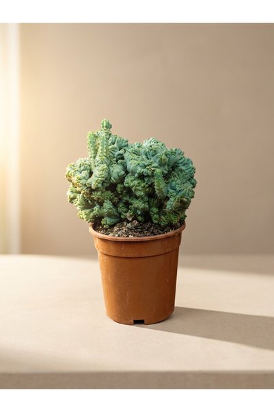 Mine Garden İthal Kristat Formlu Beyin Kaktüs (Myrtillocactus Cristata)