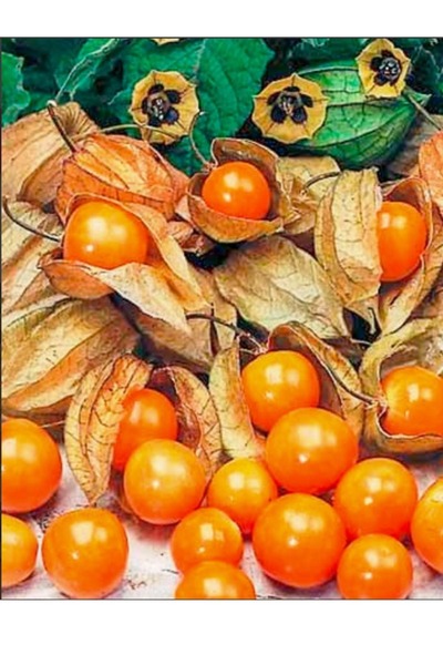Genel Markalar Altın Çİlek Meyvesi ( 1 KG ) Taze