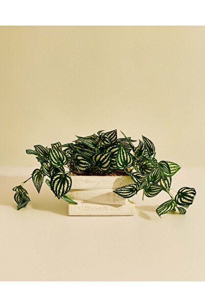 REDTAG Cream Artificial Watermelon Peperomia in Book Stack Pot