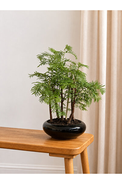 BitkiKapında Bonsai Dekoratif Ağaç - Sedir Göknarı ( Taxodium Distichum )
