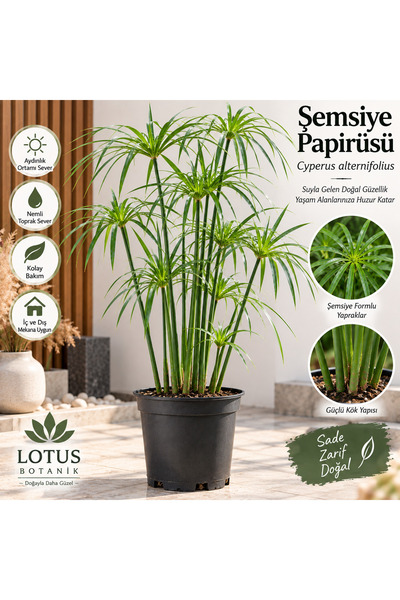 Lotus Botanik Japon Şemsiyesi Çiçeği Cyperus Alternifolius – Şemsiye Palmiyes...