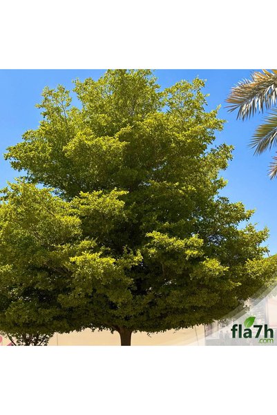 Generic Brand بذور شجرة تيرميناليا منتالي (لوز مدغشقر) (1 كيلو) - Terminalia ...
