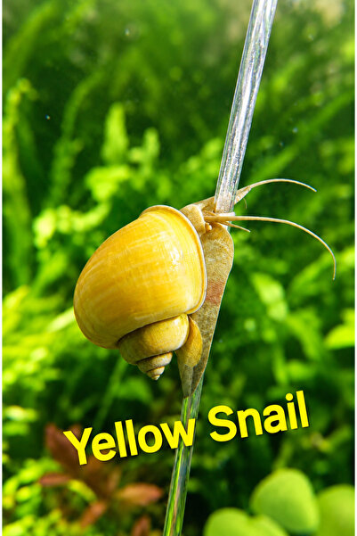 İkizler Sarı Elma Snail - Tatlı Su Akvaryumu Salyangozu Pomacea Canaliculata ...