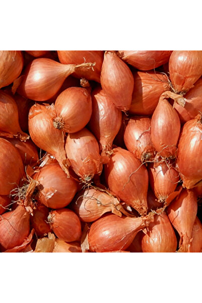 Karahasanoğlu Tarım YERLİ ARPACIK SOĞAN 5 NUMARA (500 GR)