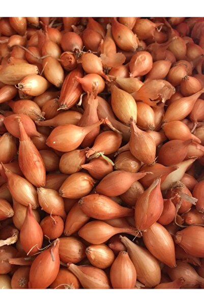 Karahasanoğlu Tarım YERLİ ARPACIK SOĞAN 2 NUMARA (1 KG)