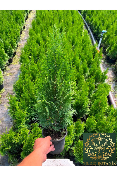 YILDIZ BOTANİK 10 Adet Smargat Mazı Fidanı Thuja Occidentalis Smaragd Çam Ağacı 30-40 CM